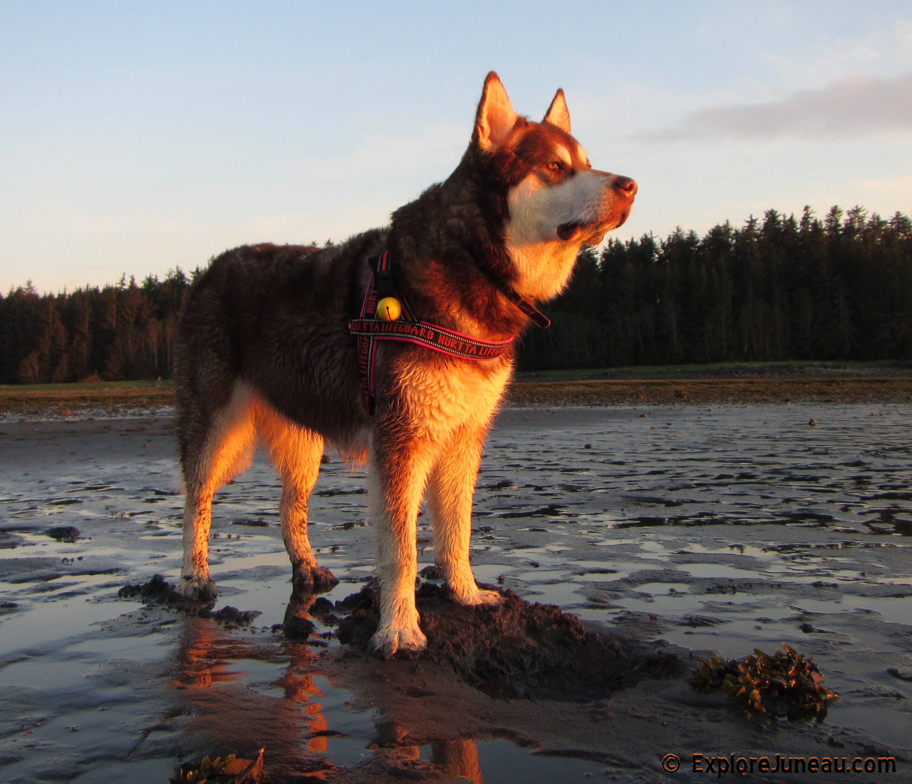 Skadi & Freya : 18 Months and 130lbs : Giant Red Alaskan Malamute : 