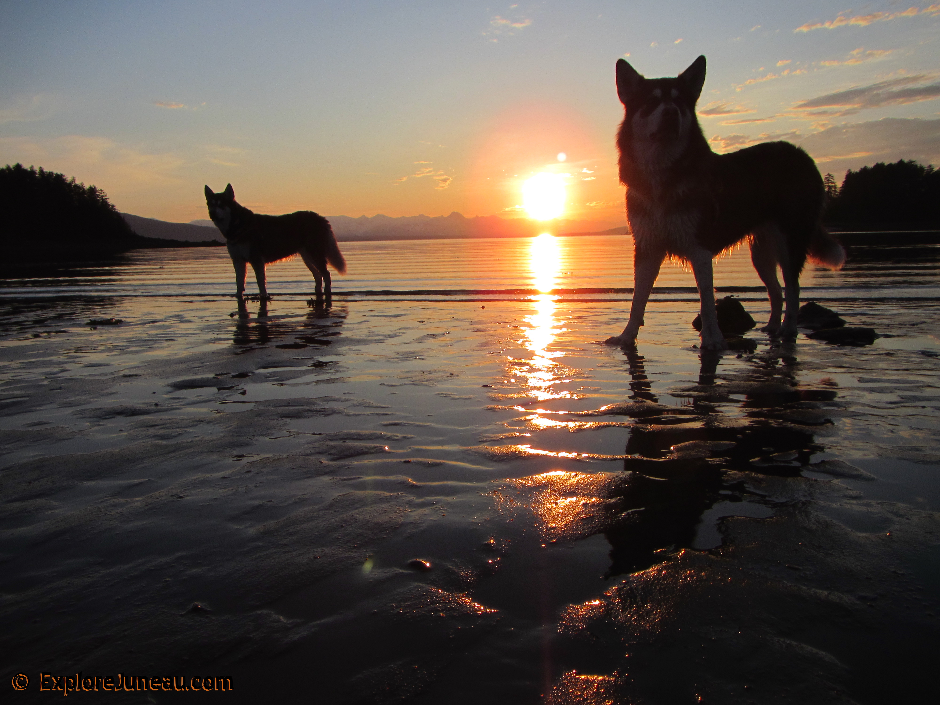 Skadi & Freya : 18 Months and 130lbs : Giant Red Alaskan Malamute : 