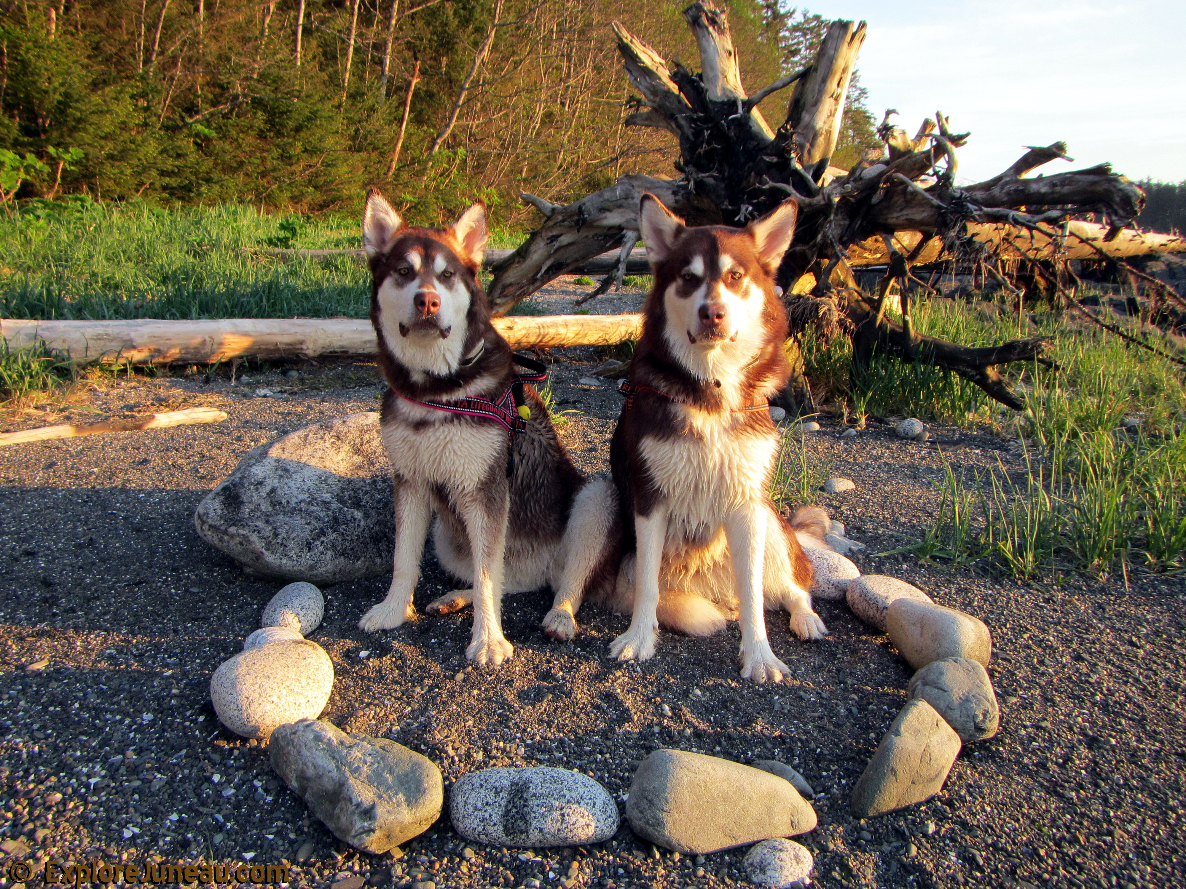 Skadi & Freya : 18 Months and 130lbs : Giant Red Alaskan Malamute : 