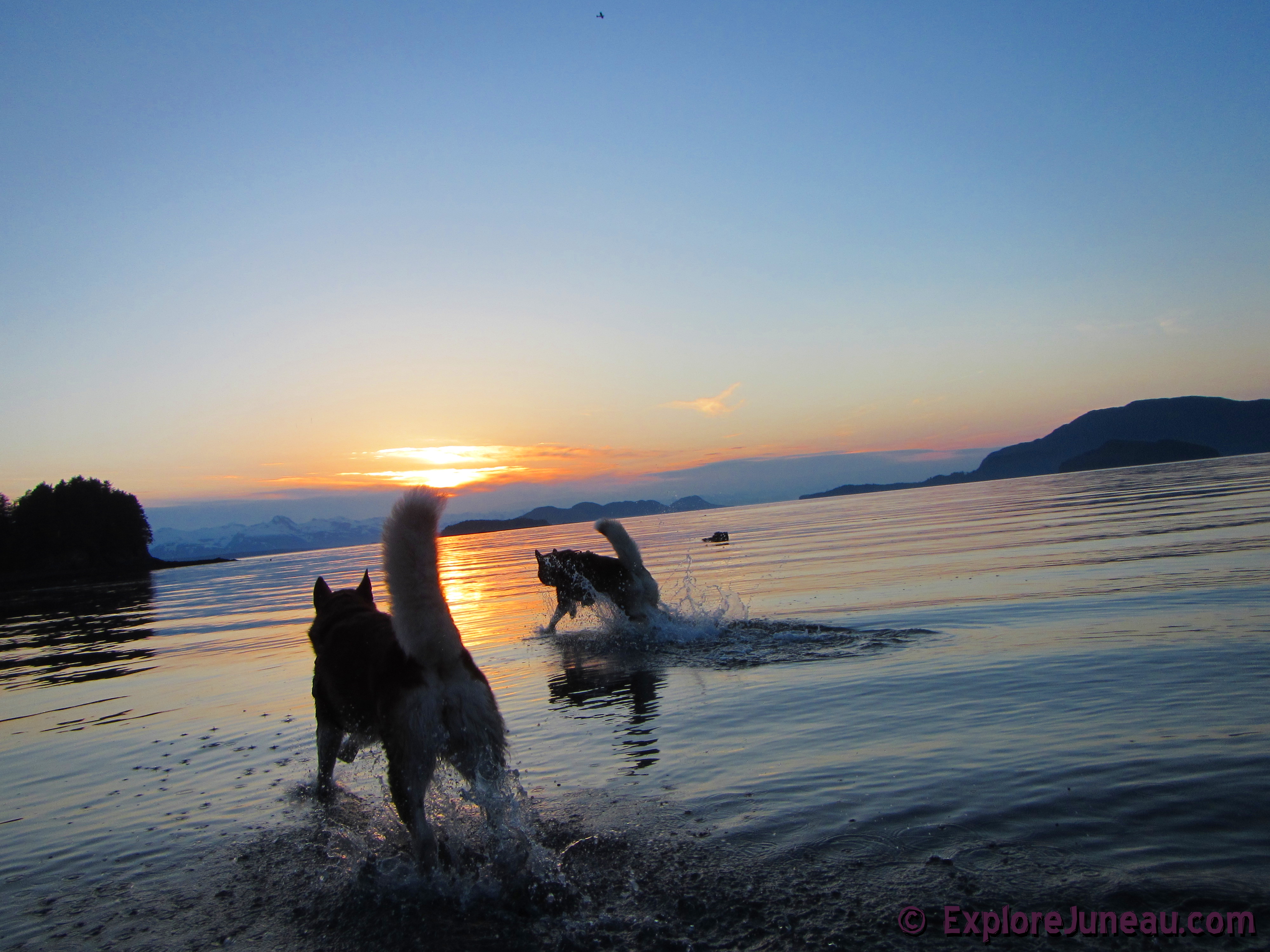 Skadi & Freya : 18 Months and 130lbs : Giant Red Alaskan Malamute : 