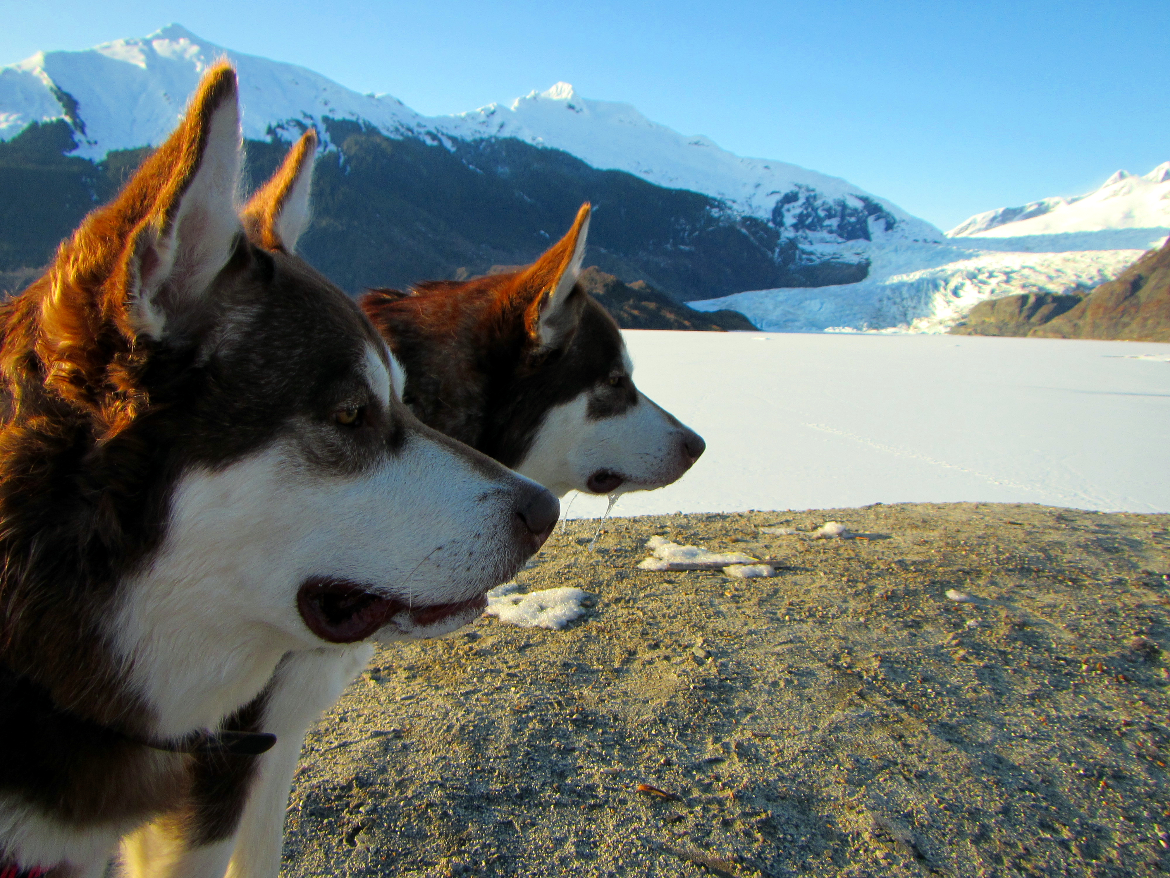 Skadi & Freya : 16 Months and 125lbs : Giant Red Alaskan Malamute : 