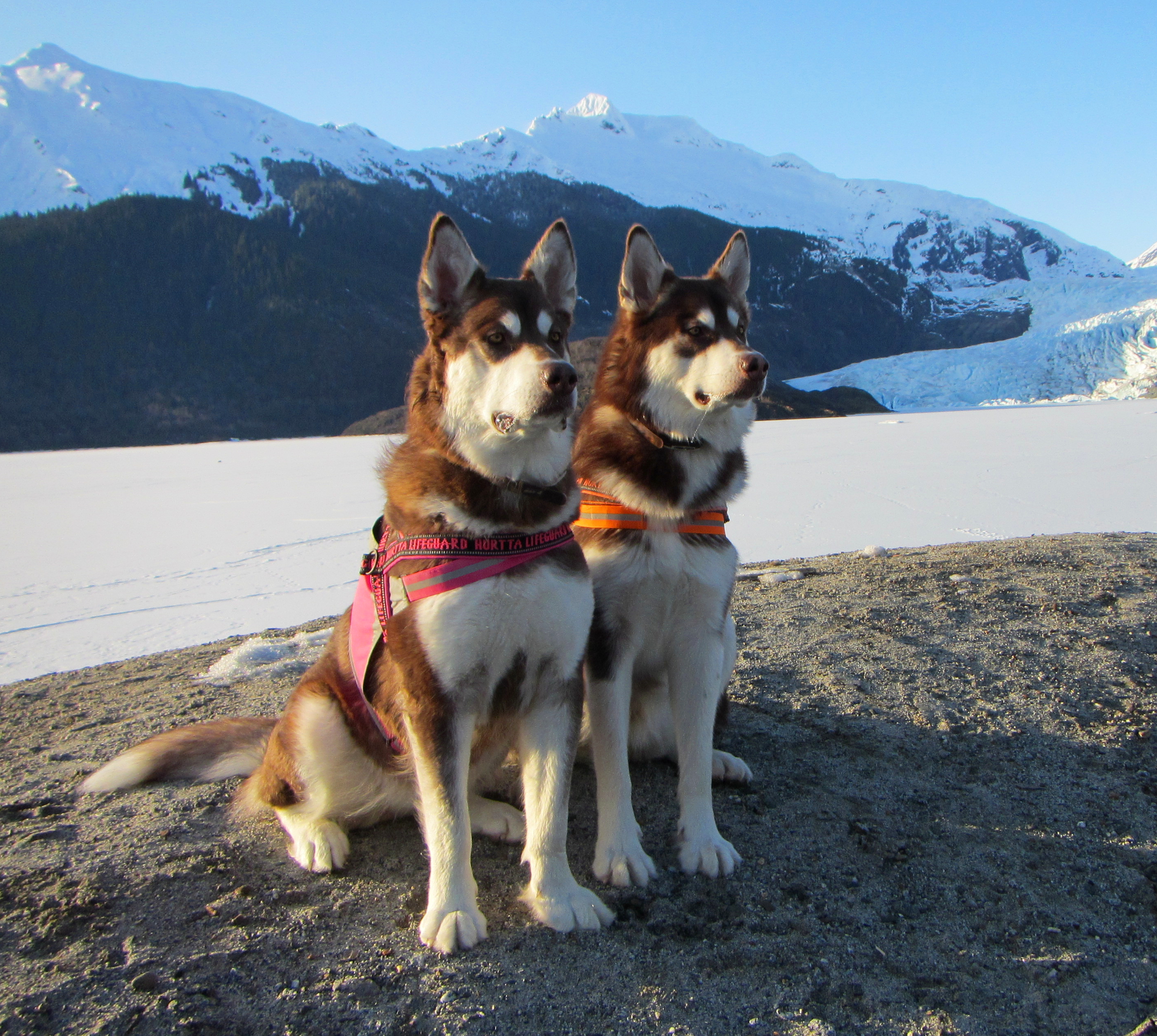 Skadi & Freya : 16 Months and 125lbs : Giant Red Alaskan Malamute : 