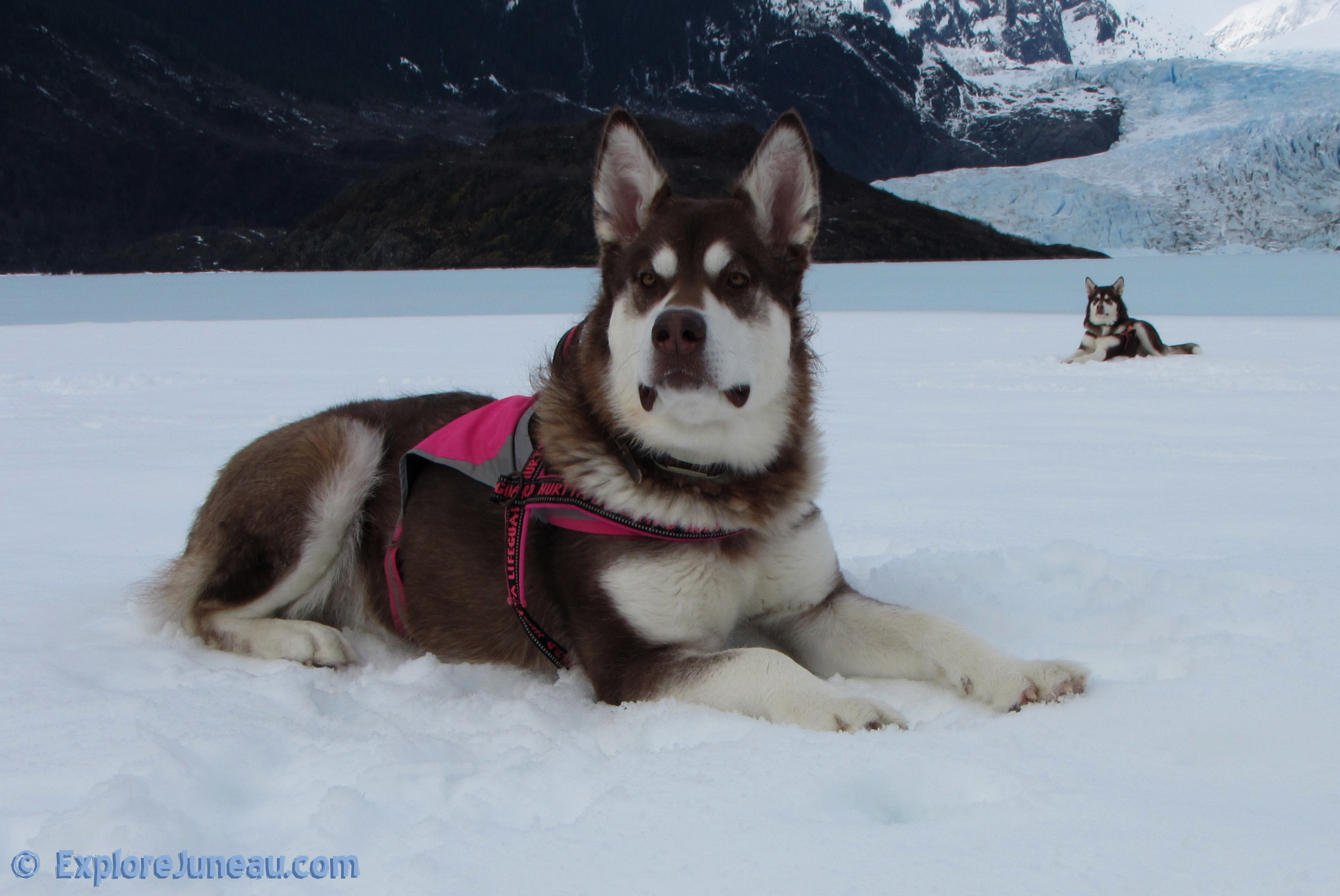 Skadi & Freya : 16 Months and 125lbs : Giant Red Alaskan Malamute : 