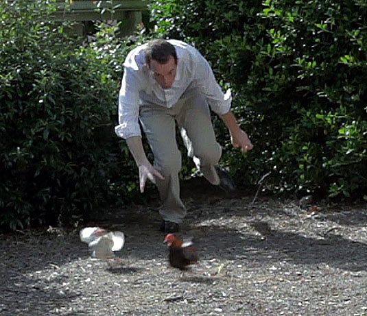 Brian Linsley chasing chickens on the SOS set in Atlanta
