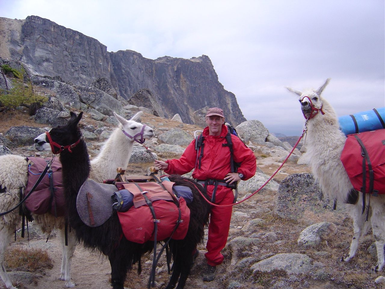 Randall in the Pasayten wilderness with llama friends.
