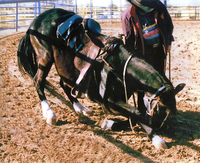 Ace was a great Movie Horse, trained to Rear /