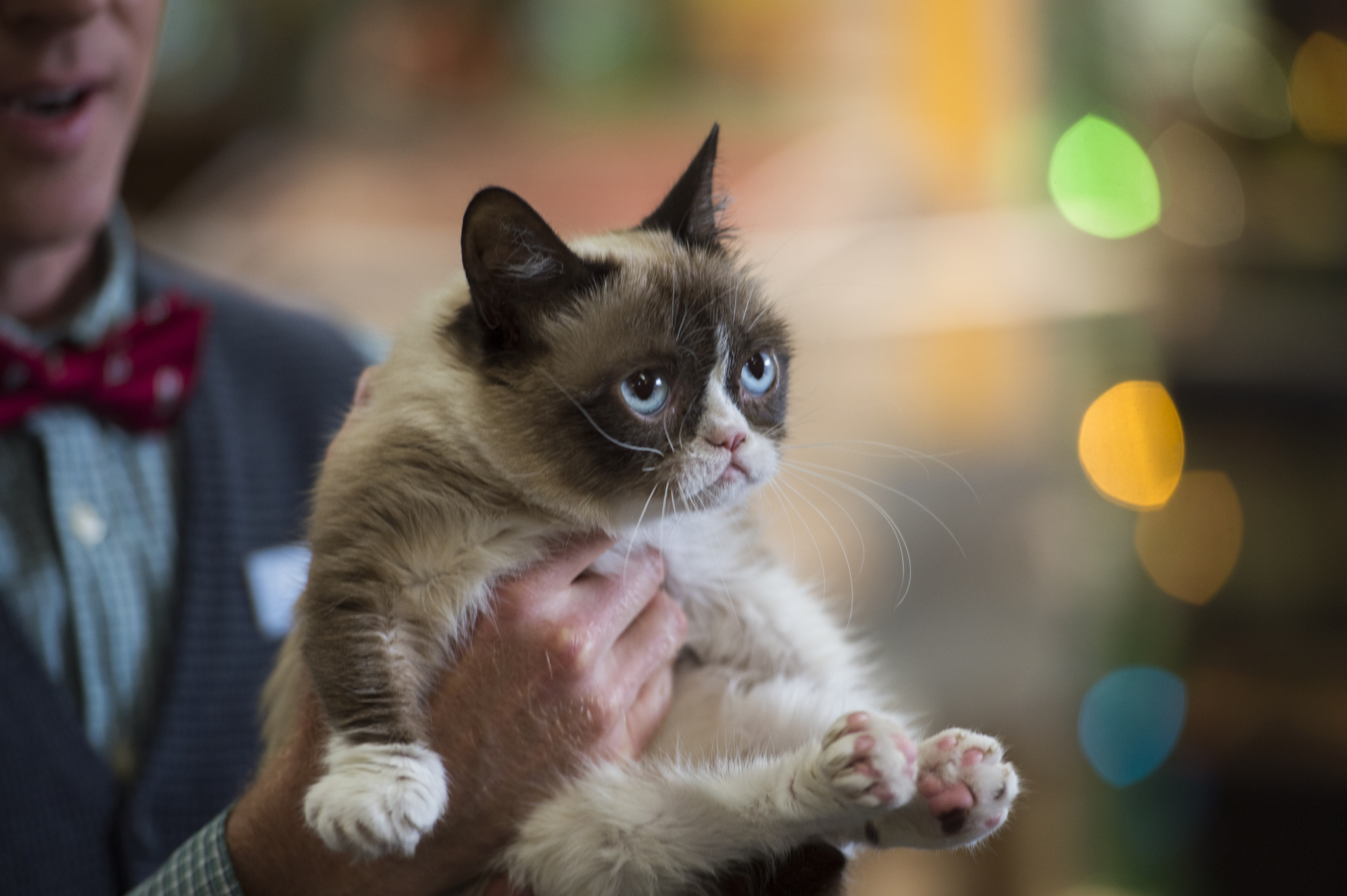 Still of Grumpy Cat in Grumpy Cat's Worst Christmas Ever (2014)