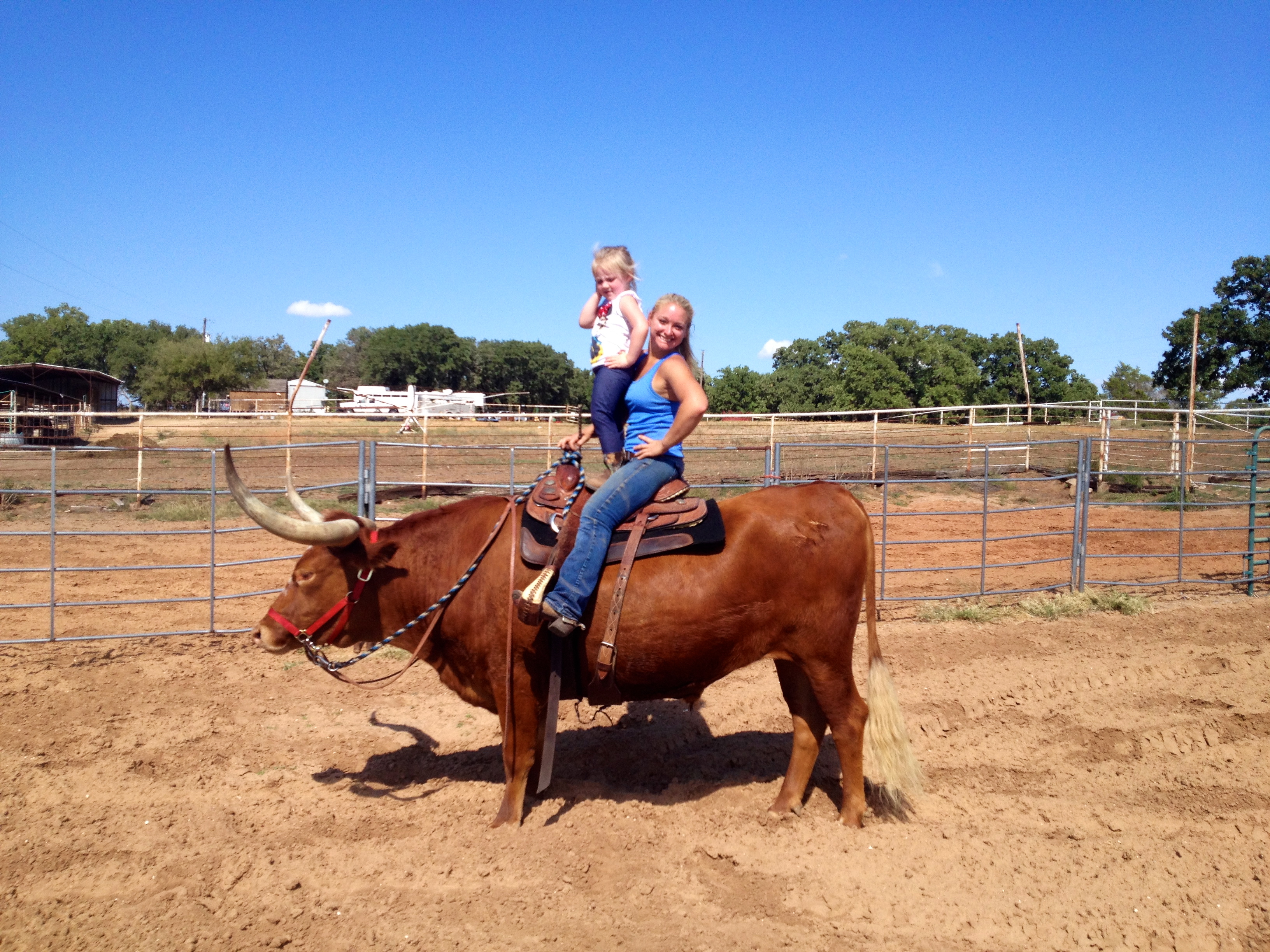 Al the longhorn riding steer