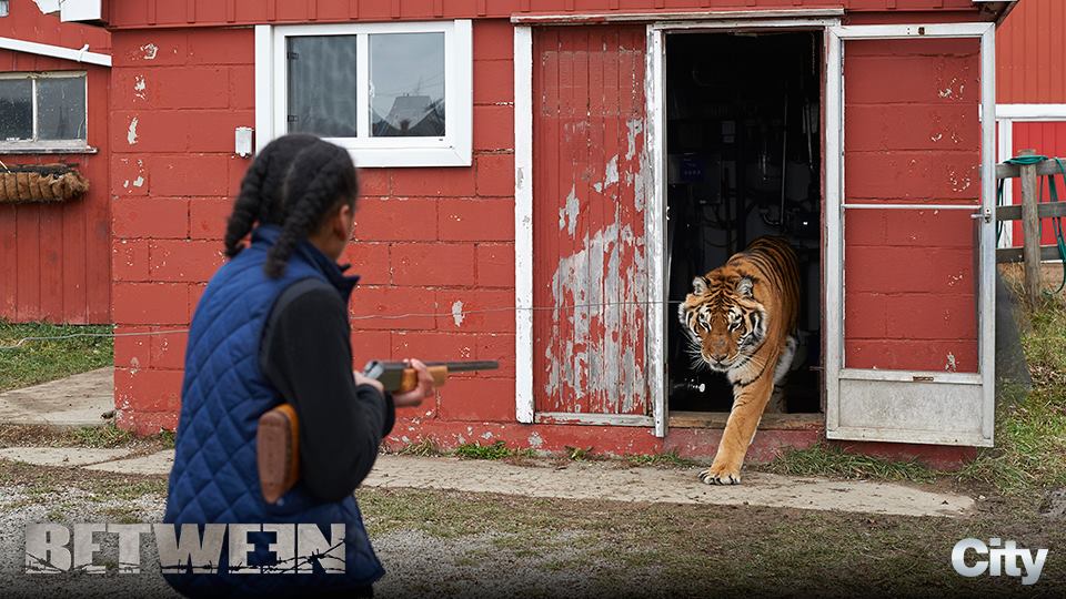 Shailyn Pierre-Dixon (Frances) faces of with a deadly tiger in BETWEEN