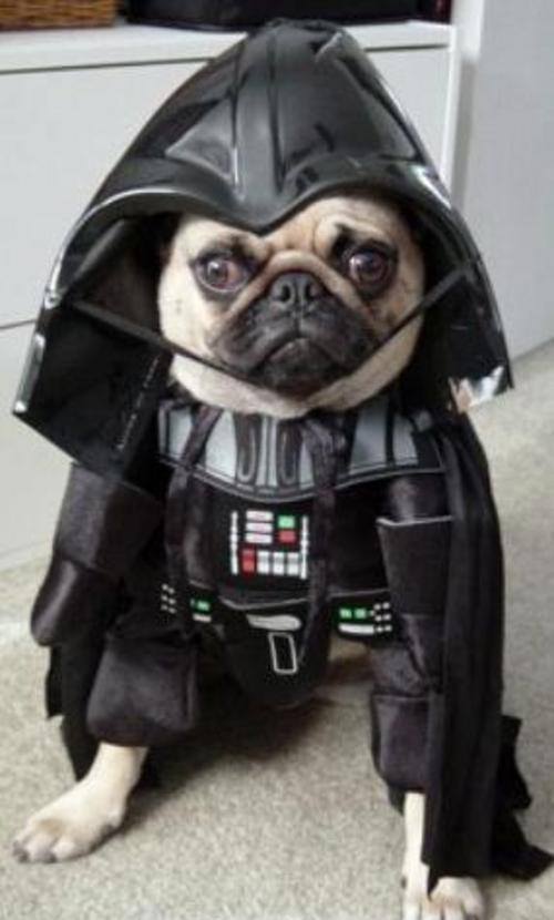 Shell Walker-Cook Alter-Ego Pug Vader, retired from action for the time being. Roar and ascend now with TUFF CAT SHELL!