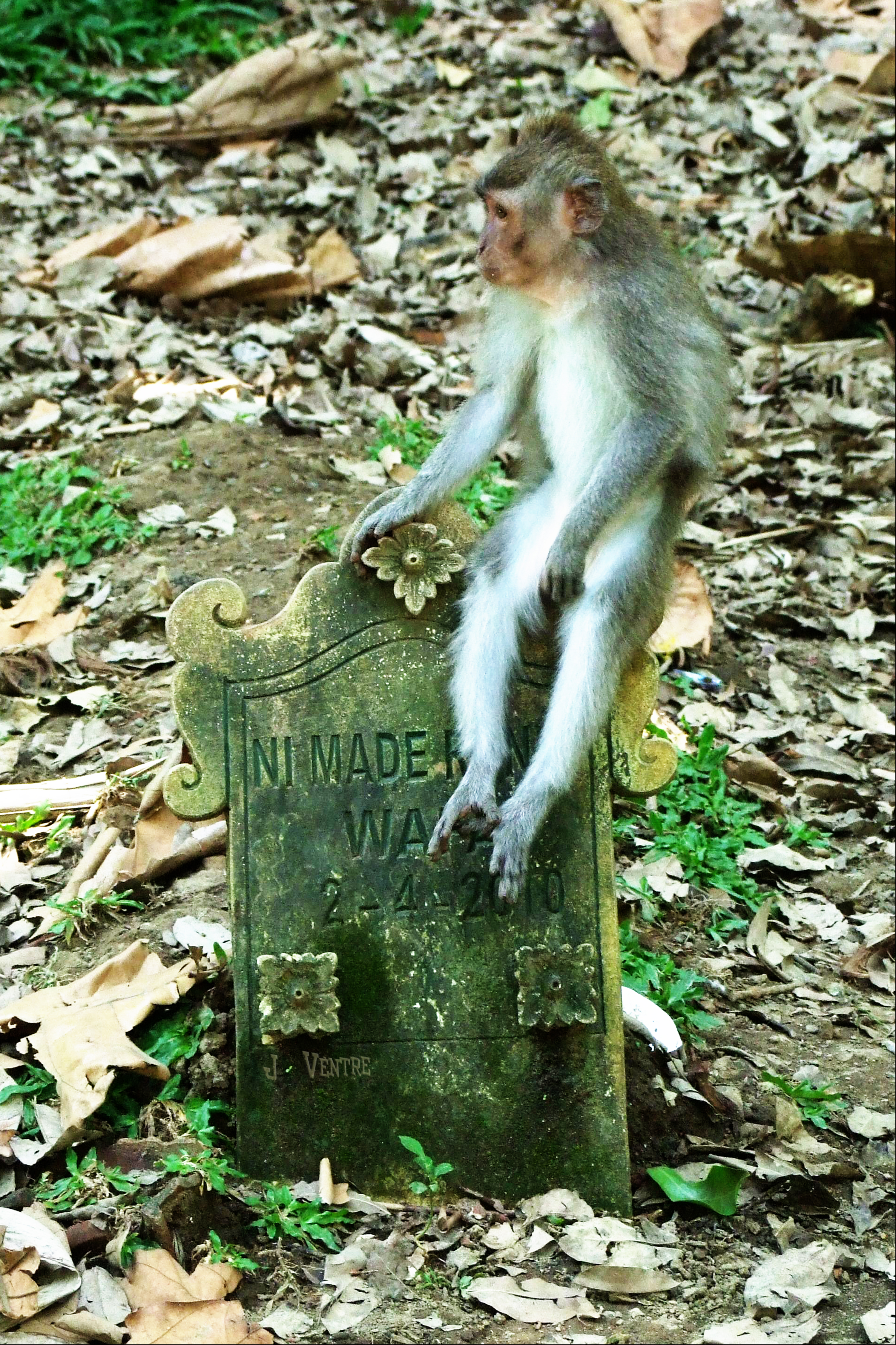 Macaque monkey in the Enchanted Monkey Forest, Bali, Indonesia