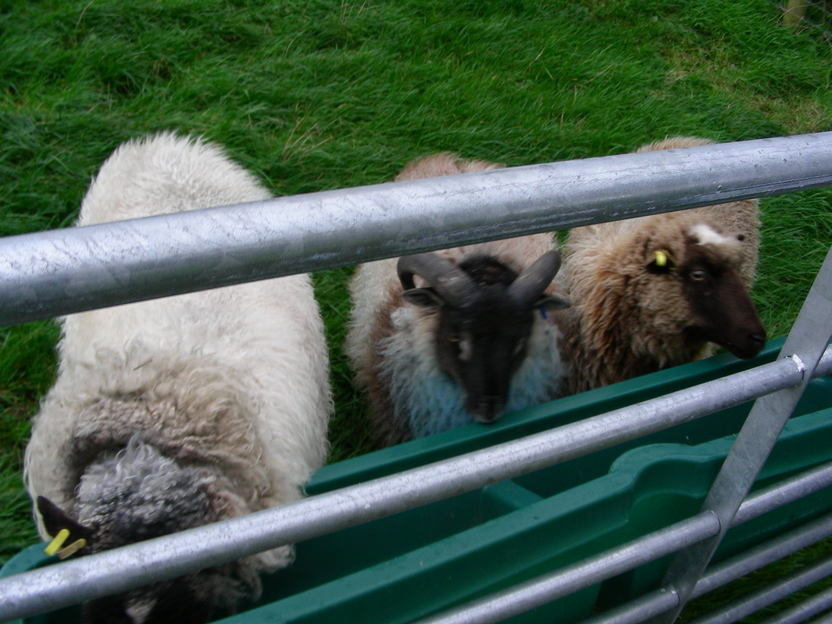 Harry with his second wife Creamy and third wife (and mother of two of his six lambs) Tufty