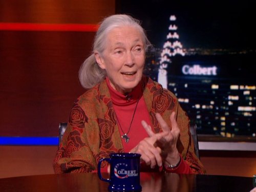 Still of Jane Goodall in The Colbert Report (2005)