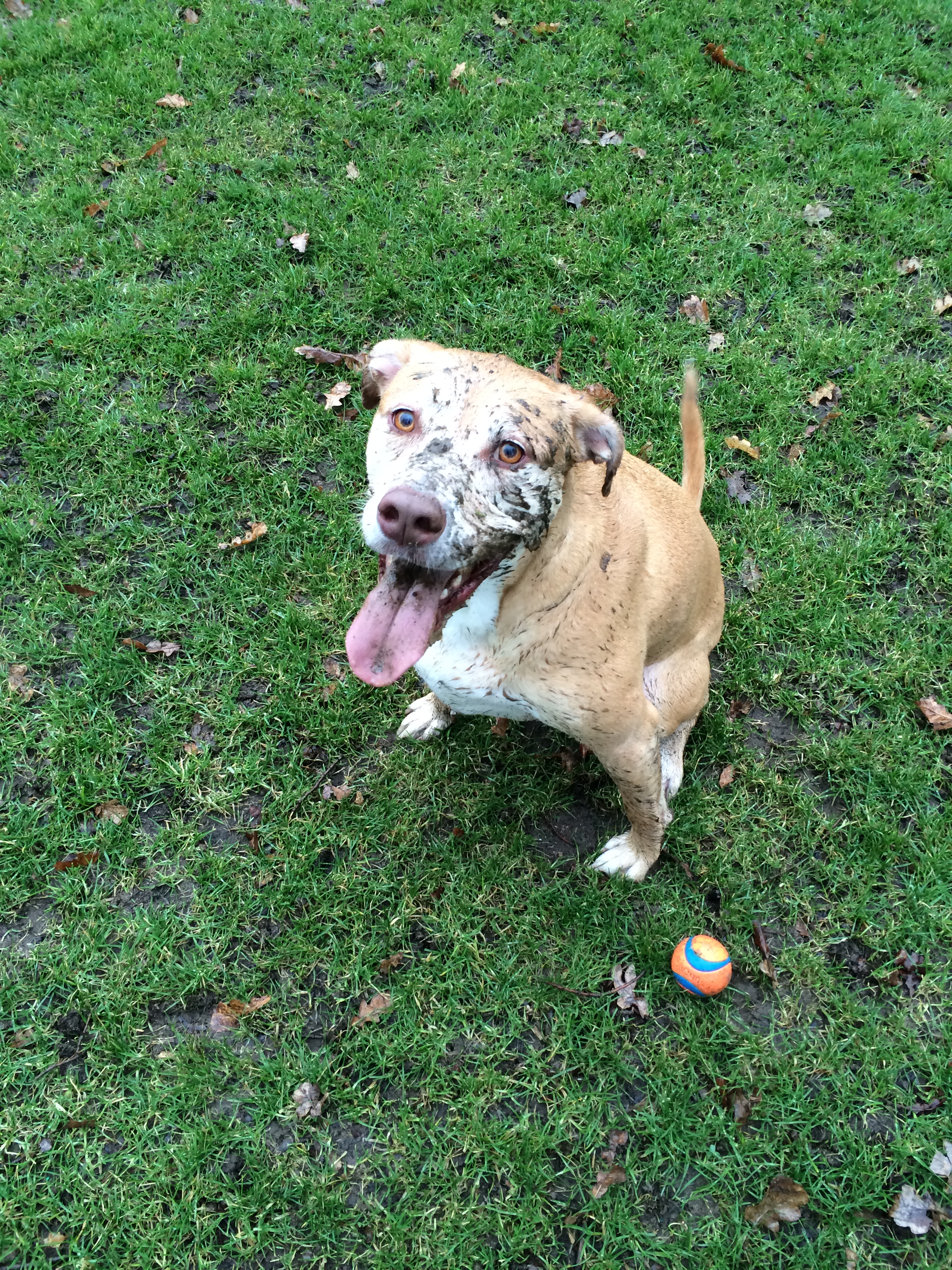 Bella getting muddy in Seattle just after doing improvisation practice with David