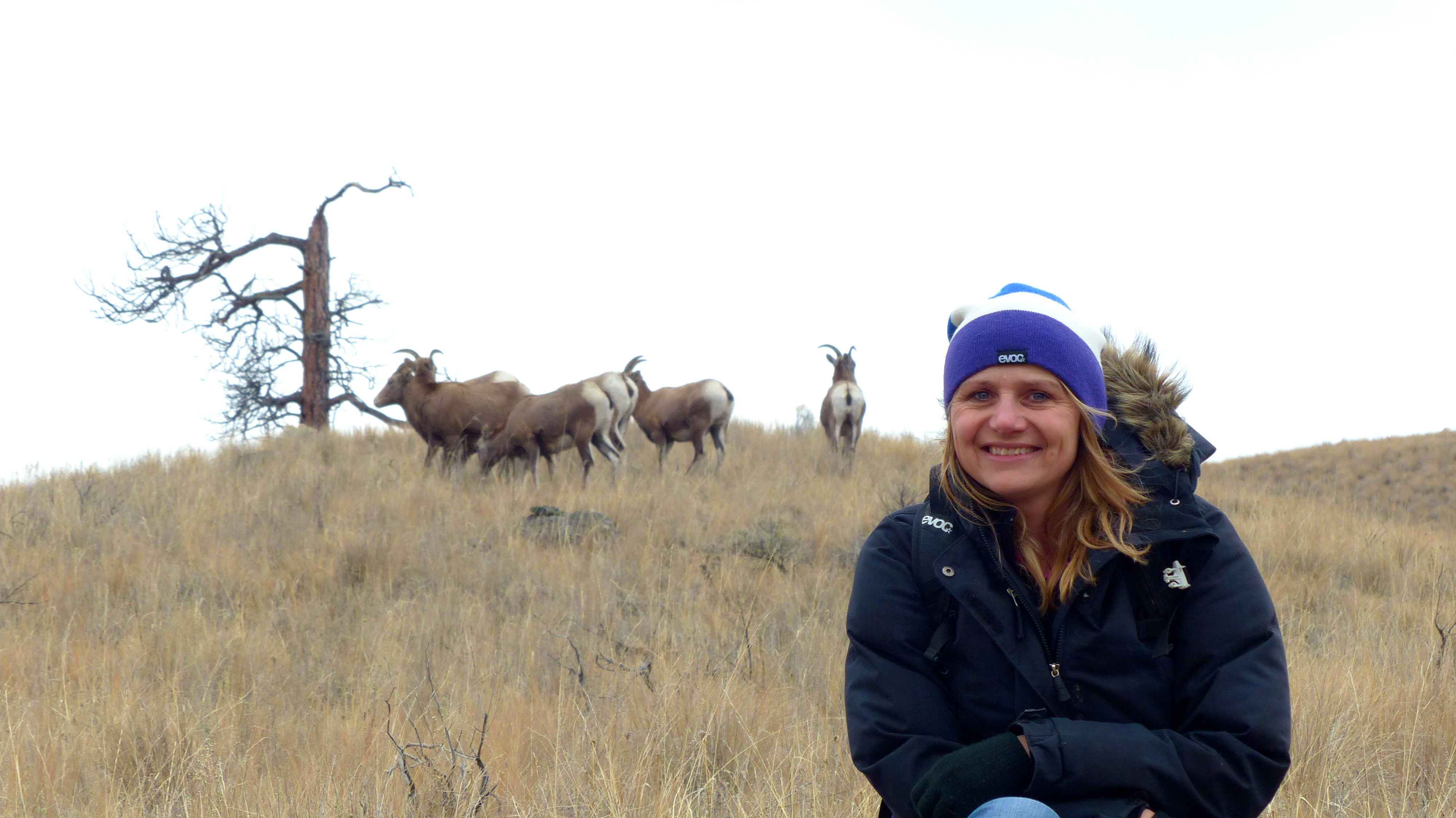 myself out filming big horn sheep