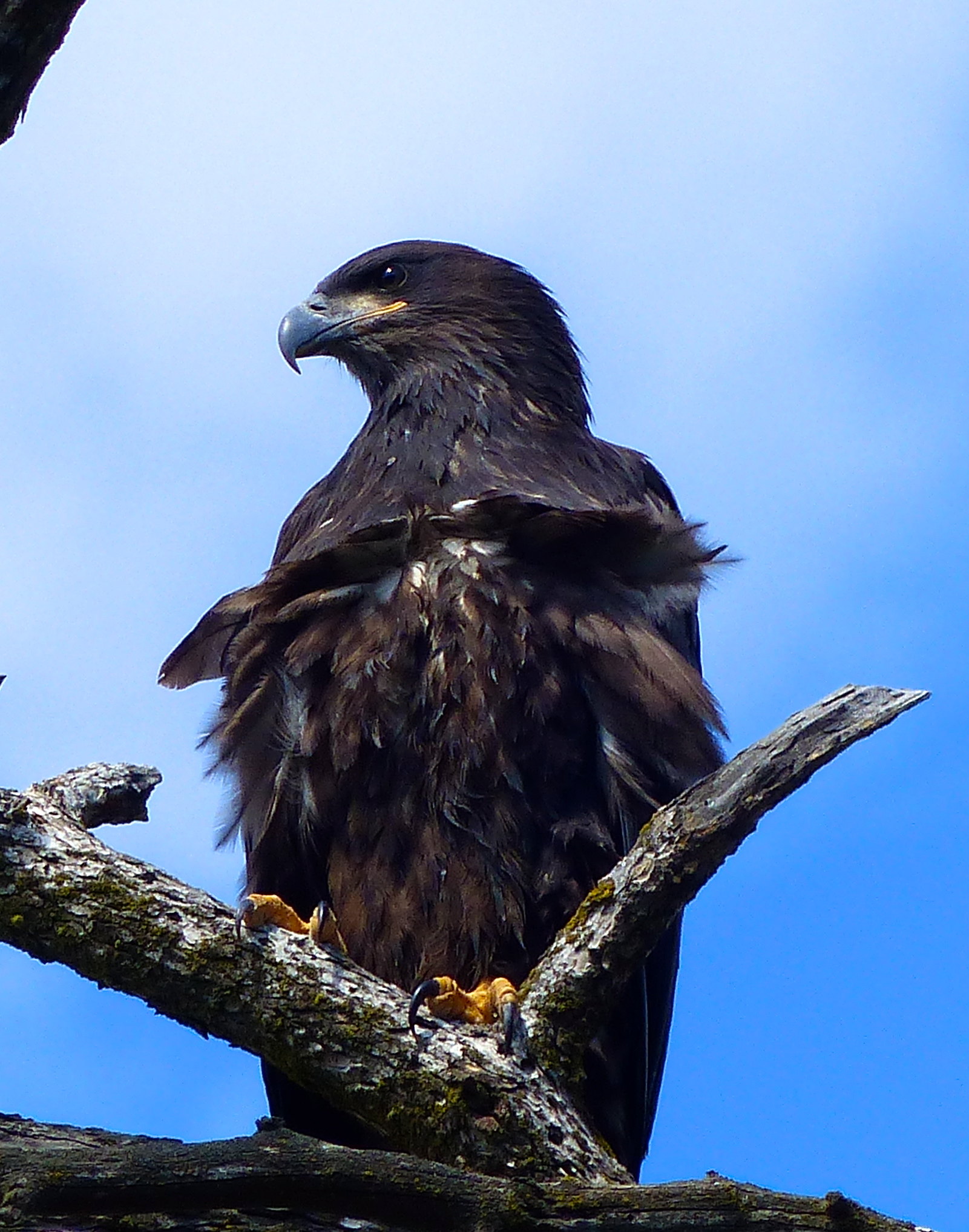 Filming eagles, this eaglet was filmed from birth to first flight