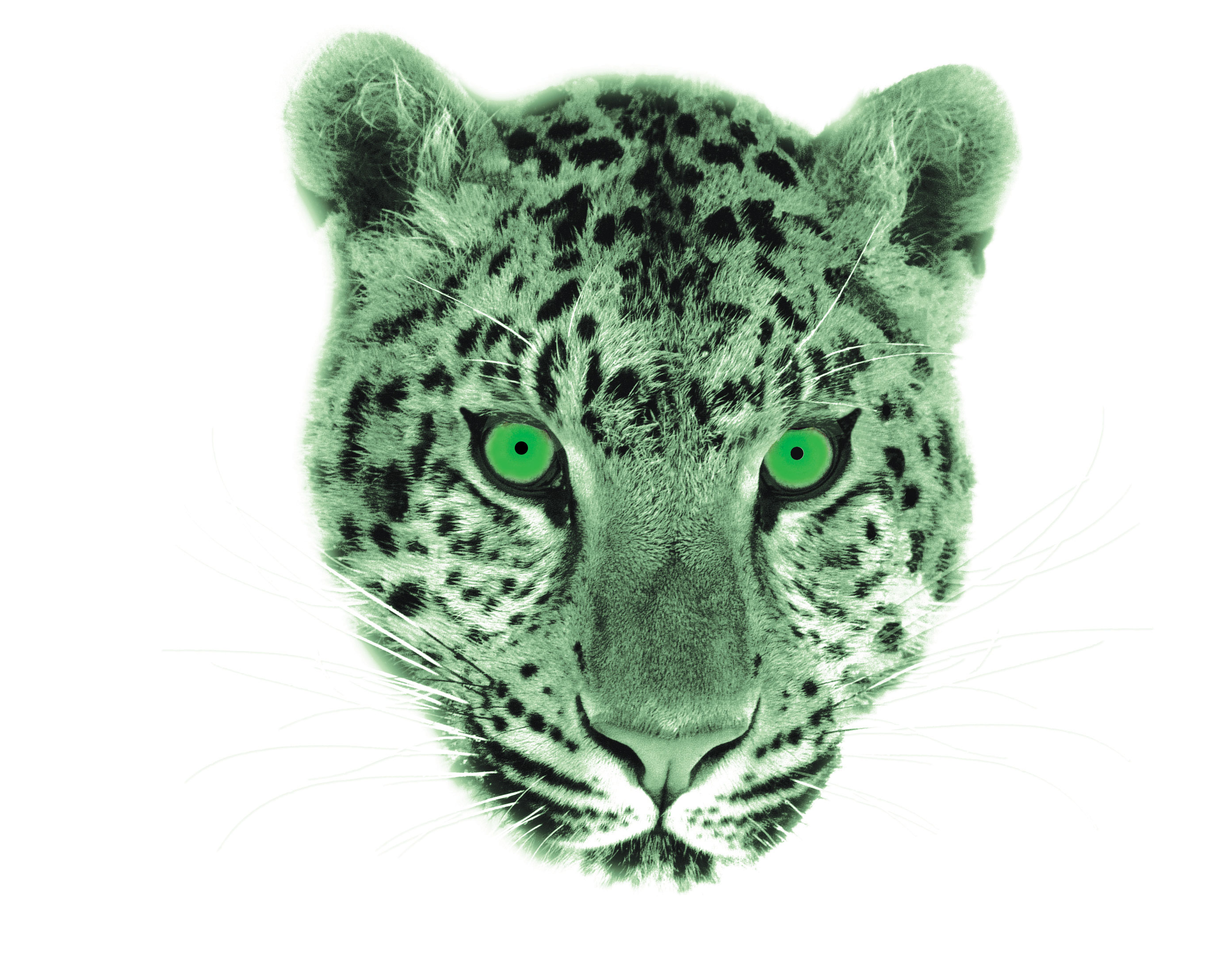 CHUI the leopard. Company logo and Avatar.