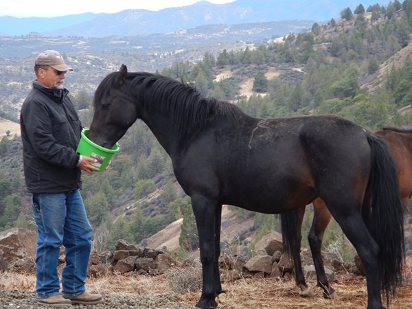 Capt. Bill feeding a wild (feral) stallion