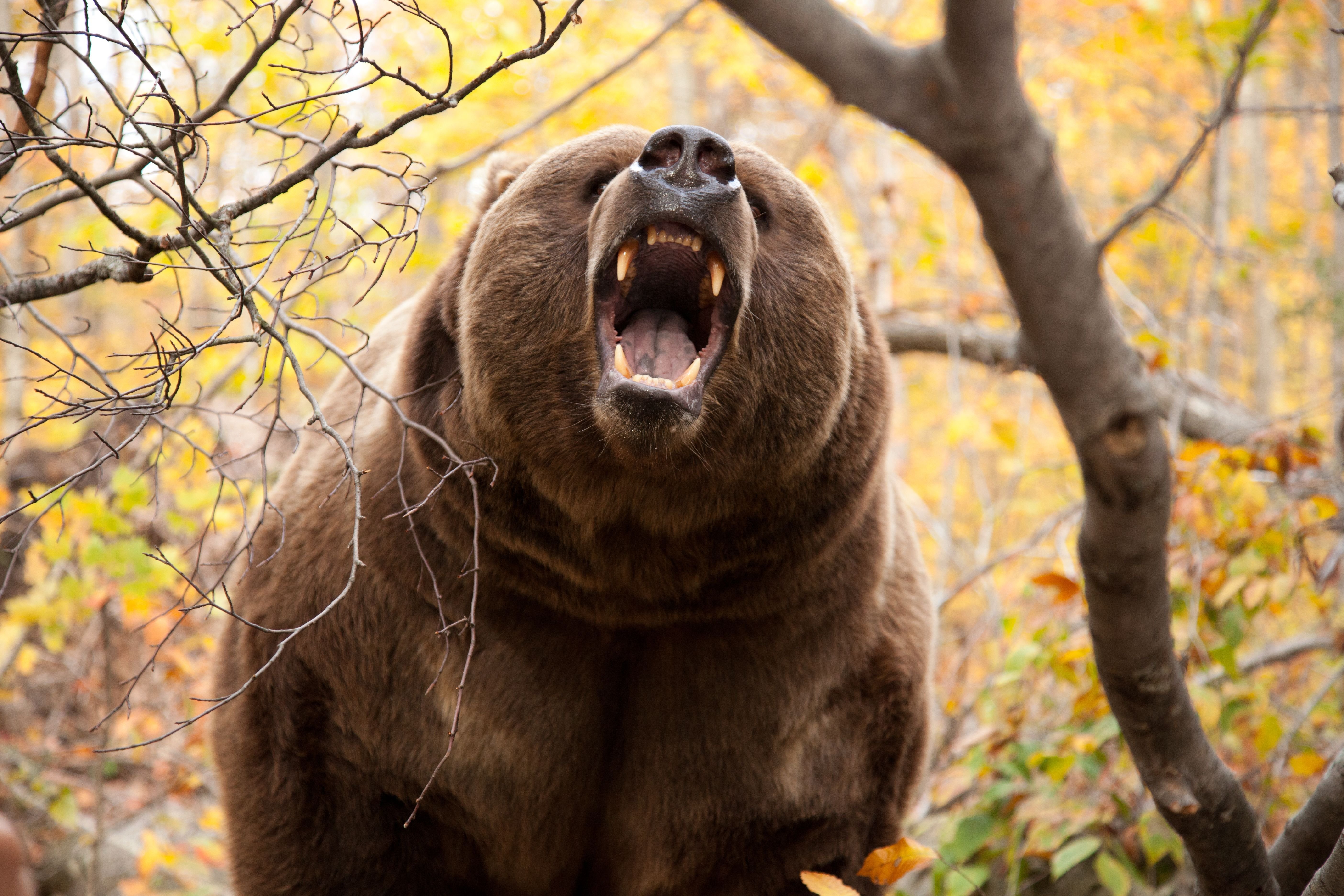 Barney the bear in, Against The Wild.