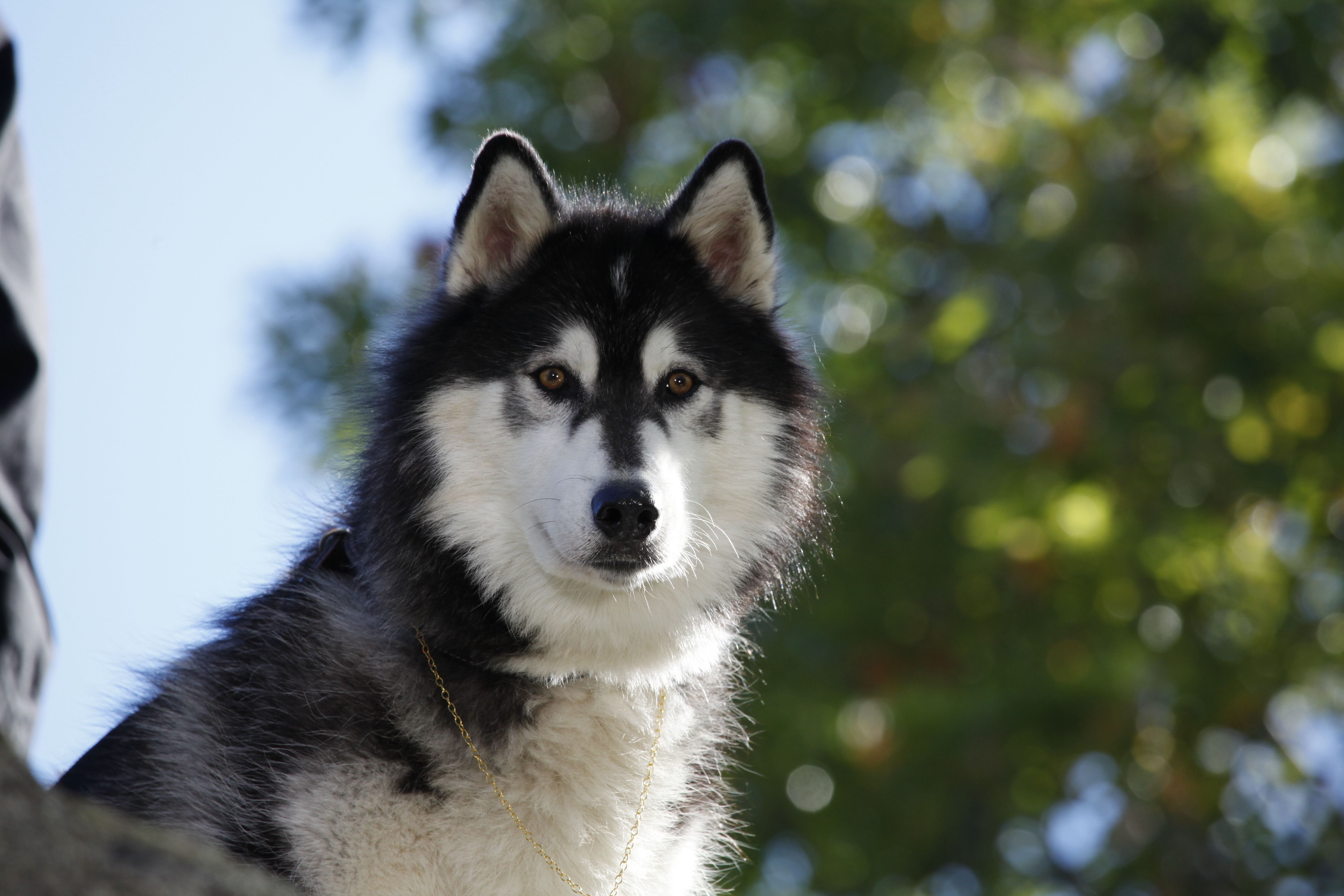 Houston the Alaskan Malamute stars as Chinook in, Against The Wild.