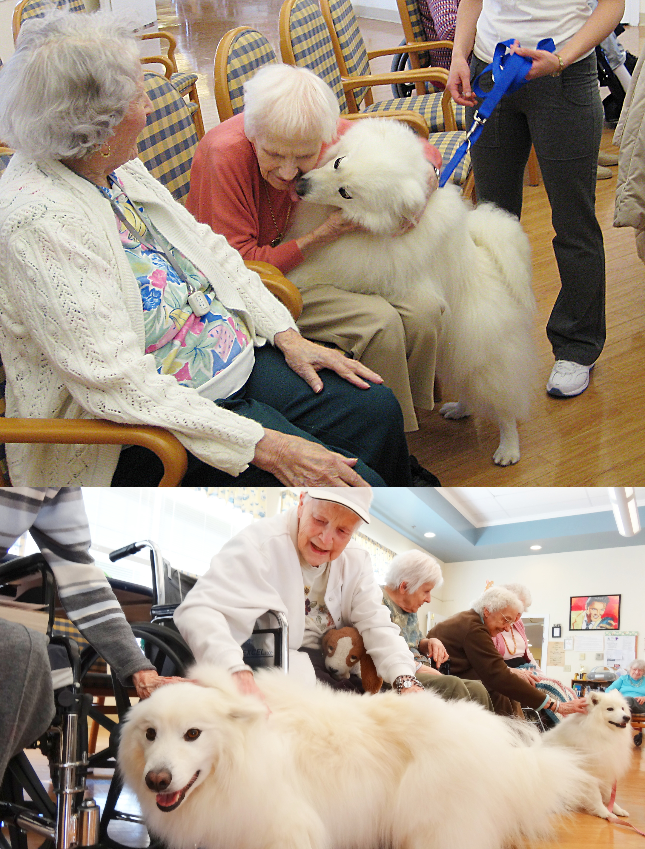 Some much appreciated therapy dog visits at a nursing home.