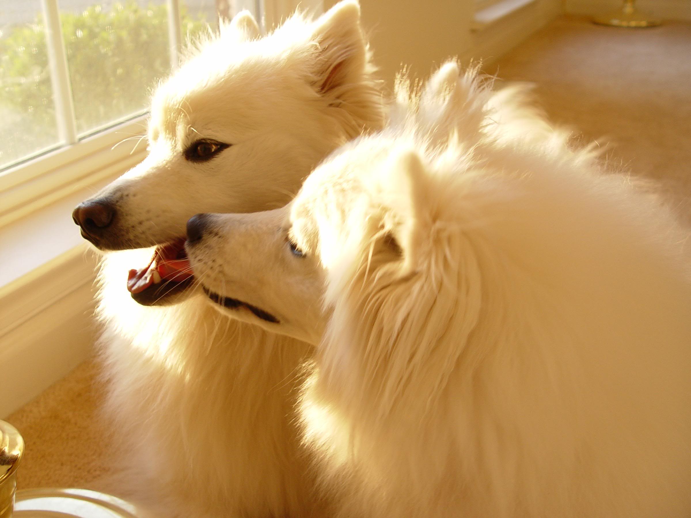 (Left to right) Atka, the Amazing Eskie & Normal Dog Nuka