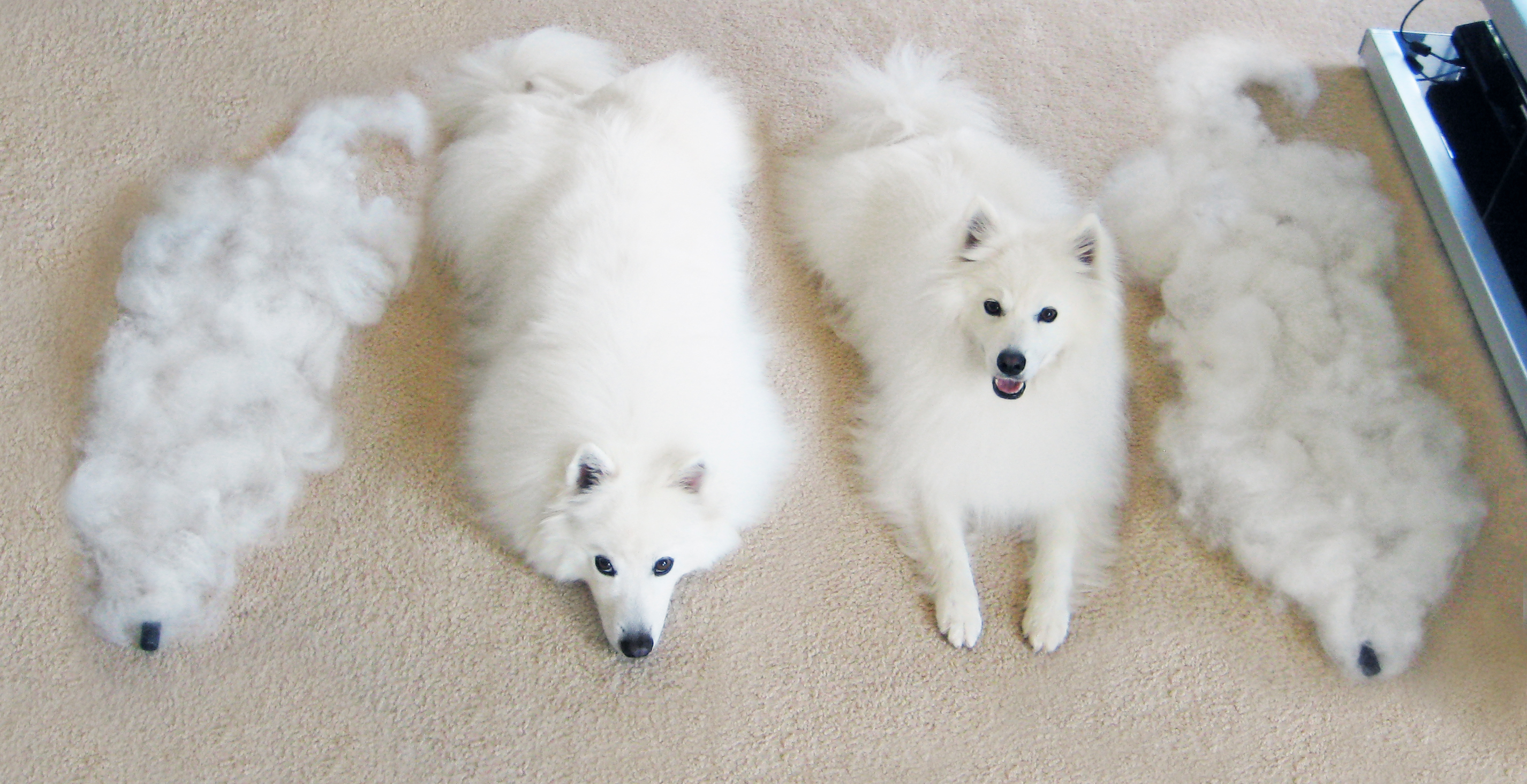 AFTER ONE BRUSHING. (Left to right) Atka's Mini-Me; Atka, the Amazing Eskie; Normal Dog Nuka; Nuka's Mini-Me