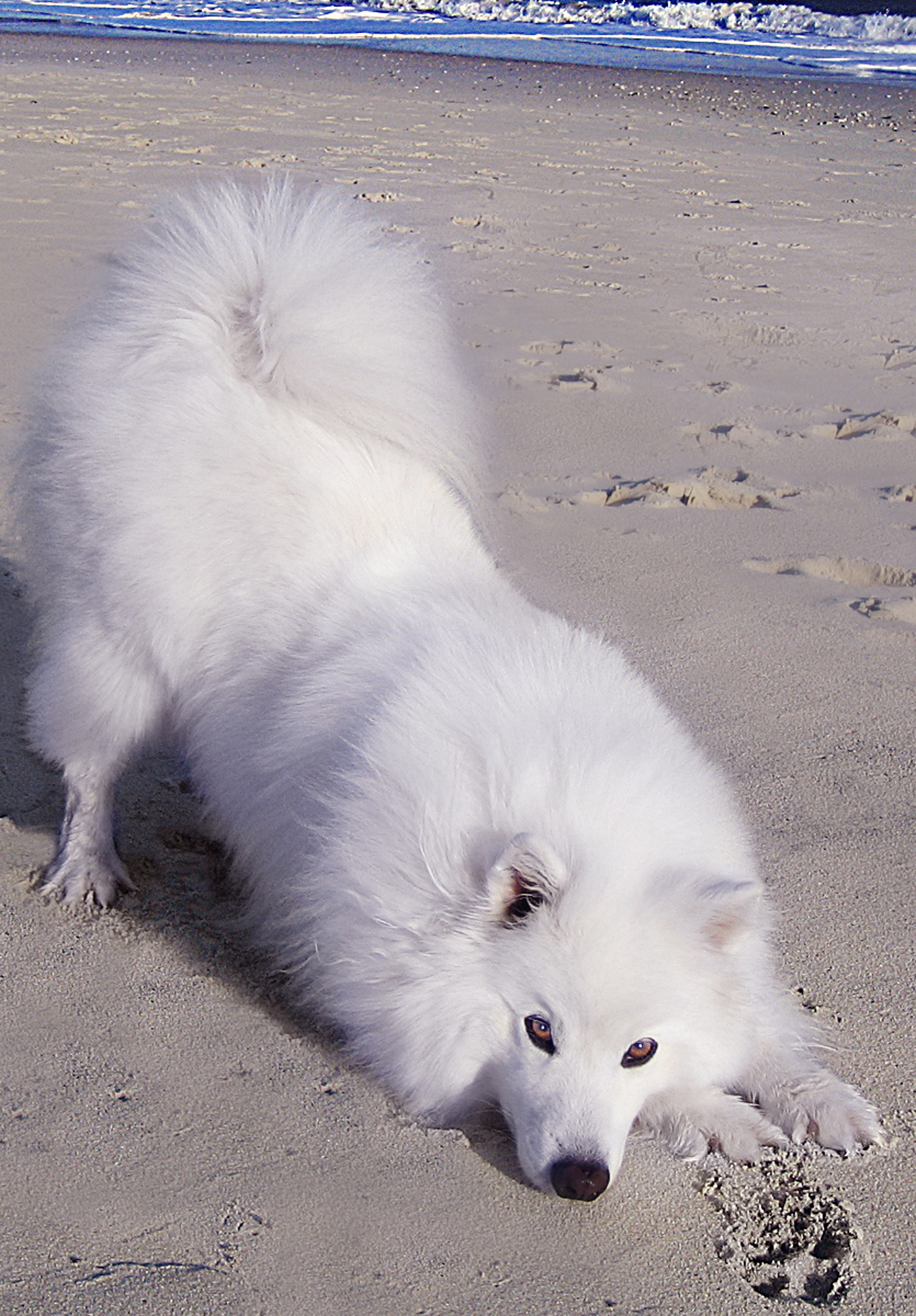 Official photo of Atka, the Amazing Eskie