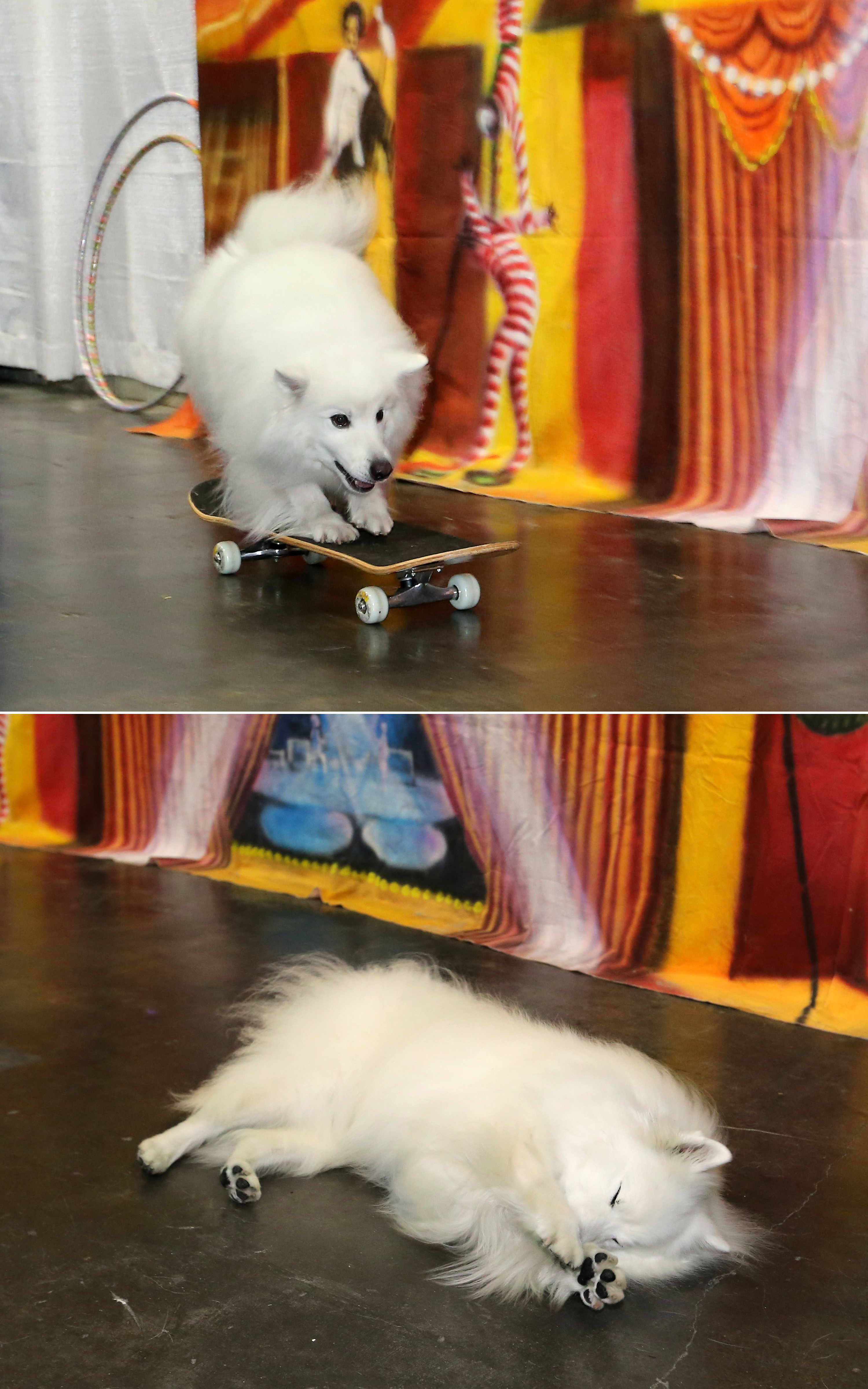 Skateboarding and playing dead at the American Kennel Club's 