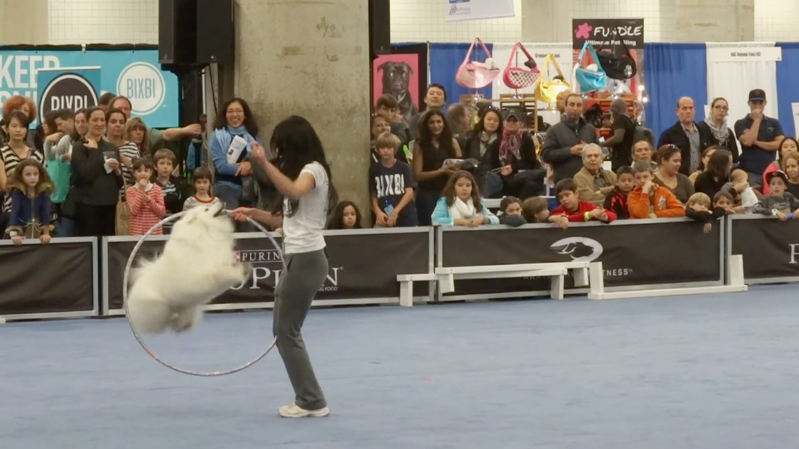 Hoop jumping at the American Kennel Club's 