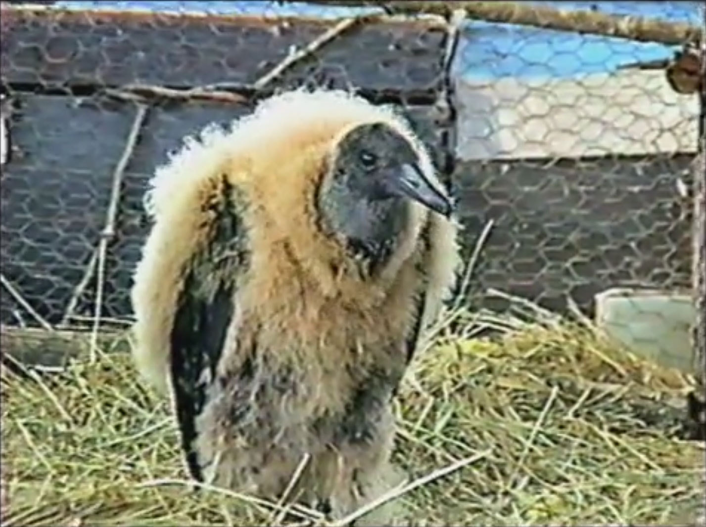 A vulture for sale at Collinsville Trade Day.