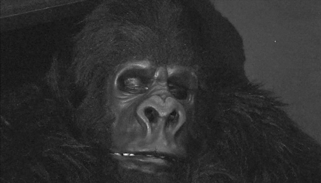 Still of Chris Casteel in Monster Gorilla (2014)