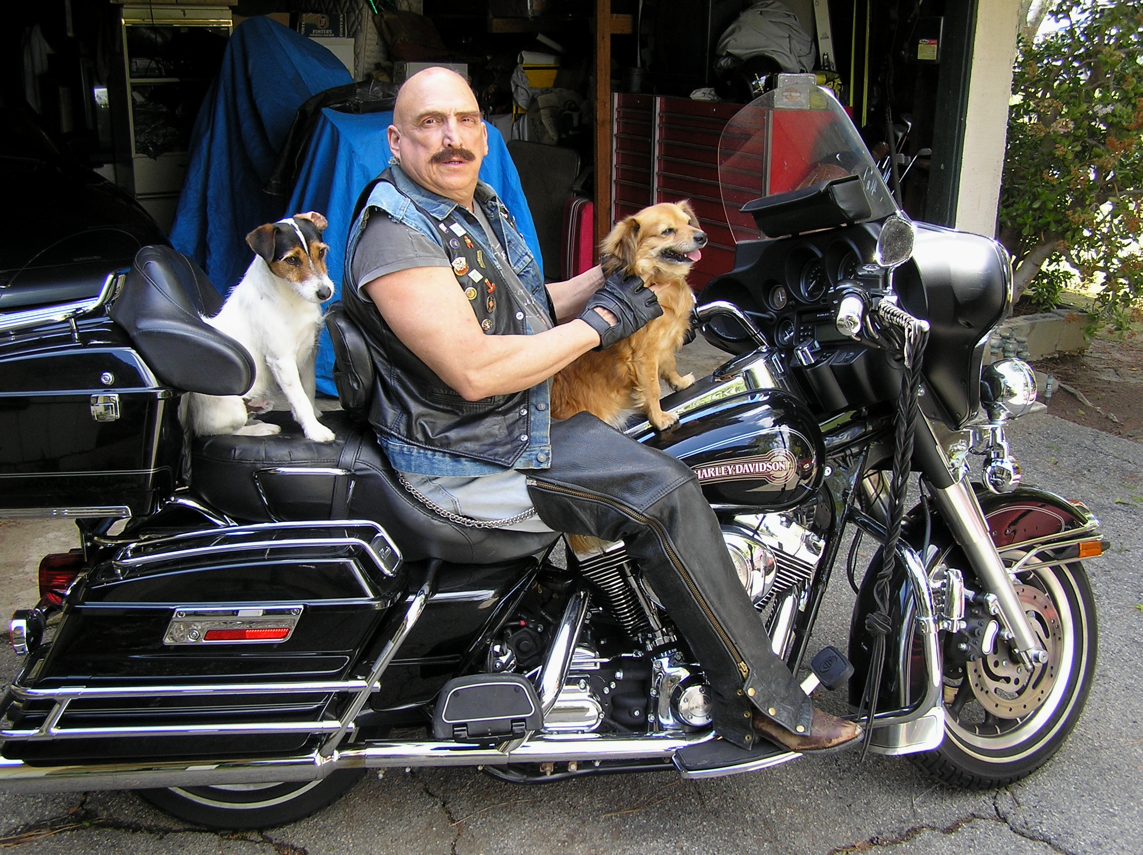 I have been Riding for over 28 years, Dogs do ride, Have road in many Commercials & films. Will Ride for U 2, Ruff Ruff