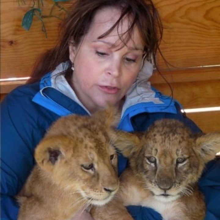 Lion Cubs