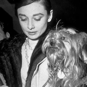 332260 Audrey Hepburn and dog Famous arriving in Rome to film Nuns Story