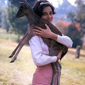 33-2277 Audrey Hepburn with pet fawn on the MGM backlot during filming of 