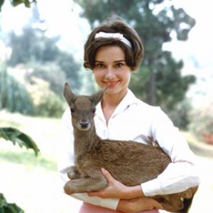 Audrey Hepburn with her pet deer Pippin