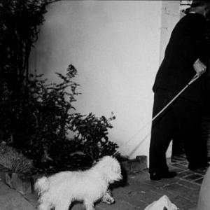 M. Monroe's dog the after her death. 8-5-62