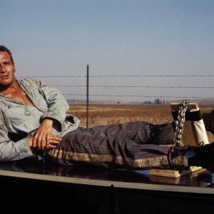 Still of Paul Newman in Cool Hand Luke (1967)