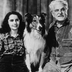 Courgae of Lassie Elizabeth Taylor Lassie and F Morgan 1946 MGM MPTV