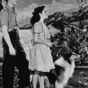 Courgae of Lassie Elizabeth Taylor Lassie and T Drake 1946 MGM MPTV