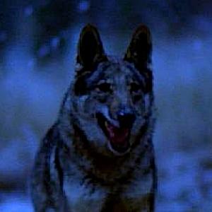 One of the many wolves used in the The Manor a comedic whodunit shot in Germany and The Czech Republic and directed by Ken Berris