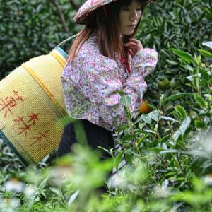 Working in the tea fieldsshot for the Board of Tourism of Taiwan