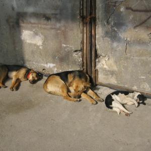just some dogs asleep by the stage door this is Boyana Studios Bulgaria