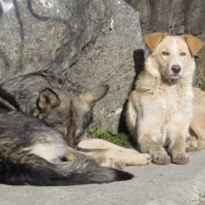 these dogs were in the Transylvanian mountains Romania.