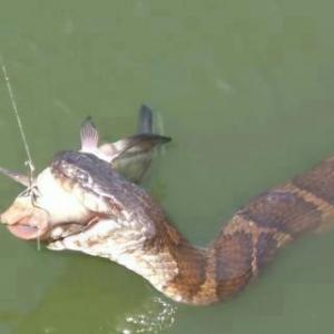 Fish Wrangler vs. Snake Wrangler Jimmy, your so patient to be snaked out!