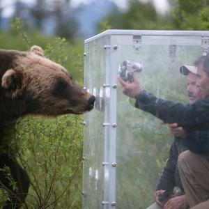 'Bear Feeding Frenzy' (2008) Discovery Channel