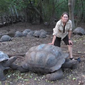 Aldabra Tortoise, Zanzibar, Africa