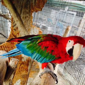 Beautiful Pepper the macaw, ready to work