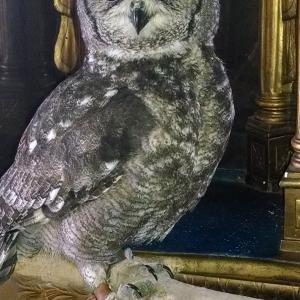Our beautiful owl Owltoid
